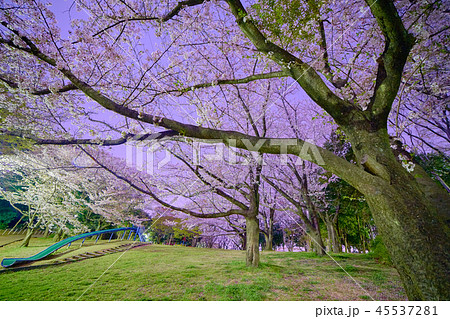 横浜市都筑区東方公園の夜桜_No2 横浜市都筑区東方公園の夜桜_No2 45537281