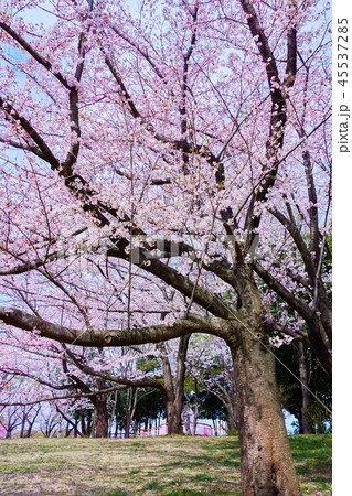 横浜市都筑区東方公園の桜_No1 横浜市都筑区東方公園の桜_No1 45537285