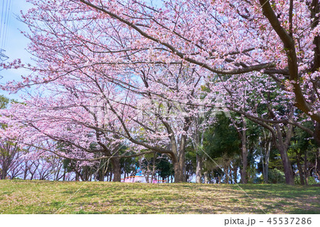 横浜市都筑区東方公園の桜_No2 横浜市都筑区東方公園の桜_No2 45537286