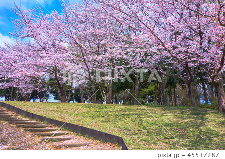 横浜市都筑区東方公園の桜_No3 45537287