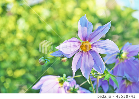 『薄紫色のダリア』 薄紫のダリア