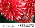 ダリア 45538872