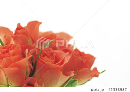オレンジ色な薔薇 オレンジ色な薔薇 45538987