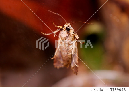 ガラスにとまるハスモンヨトウの顔 45539048