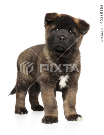 American Akita puppy on white background 45539168