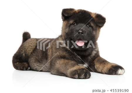 American Akita puppy graceful lying  45539190