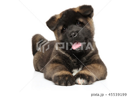 American Akita puppy resting on white American Akita puppy resting on white 45539199