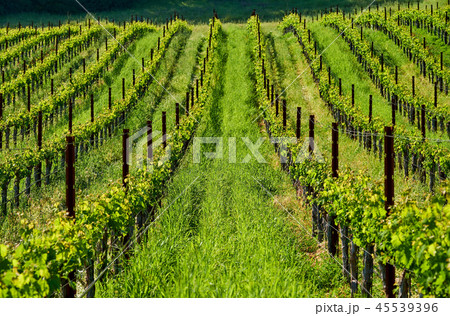 Vineyards in California, USA 45539396