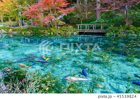 モネの池 45539824