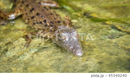 Young Panamanian crocodile in habitat waters. Young Panamanian crocodile in habitat waters. 45540240