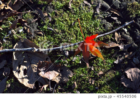 落ち葉 45540506