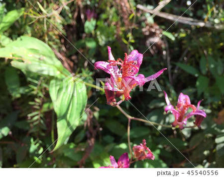 ホトトギス ホトトギス 45540556