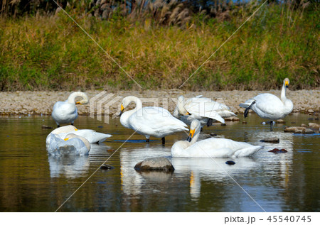 白鳥 秋田県鶯野 45540745