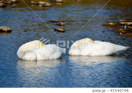 白鳥 秋田県鶯野 45540746