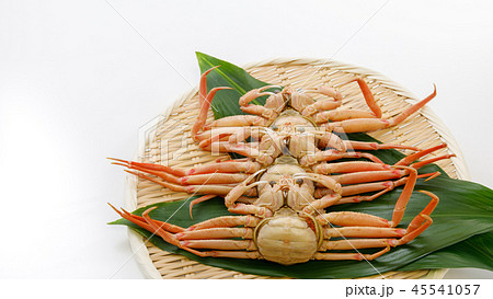 魚介類 蟹 セイコカニ セコカニ コッペカニ 魚介類 蟹 セイコカニ セコカニ コッペカニ 45541057