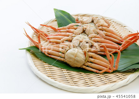 魚介類 蟹 セイコカニ セコカニ コッペカニ 魚介類 蟹 セイコカニ セコカニ コッペカニ 45541058