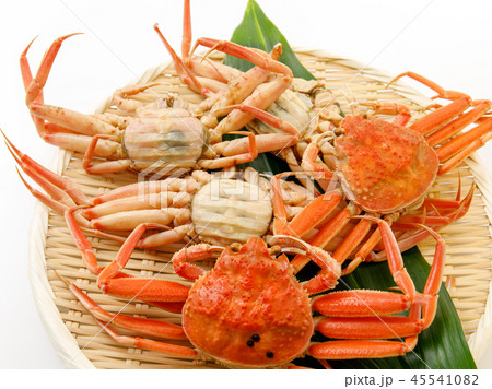 魚介類 蟹 セイコカニ セコカニ コッペカニ 魚介類 蟹 セイコカニ セコカニ コッペカニ 45541082