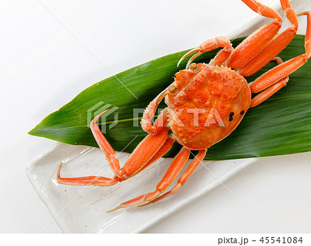 魚介類　蟹　セイコカニ　セコカニ　コッペカニ 45541084
