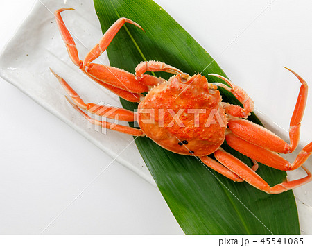 魚介類 蟹 セイコカニ セコカニ コッペカニ 魚介類 蟹 セイコカニ セコカニ コッペカニ 45541085