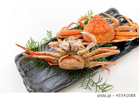 魚介類 蟹 セイコカニ セコカニ コッペカニ 魚介類 蟹 セイコカニ セコカニ コッペカニ 45541088