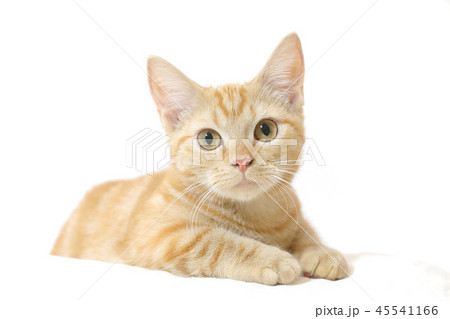 おすまし短足マンチカンの仔猫 おすまし短足マンチカンの仔猫 45541166
