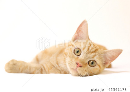 猫のアップ 45541173