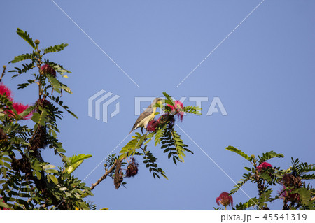 Small bord on Pink flower Powder Puff  45541319