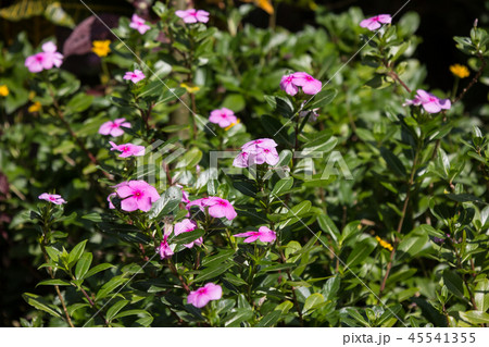 Soft Pink Catharanthus roseus flower Soft Pink Catharanthus roseus flower 45541355