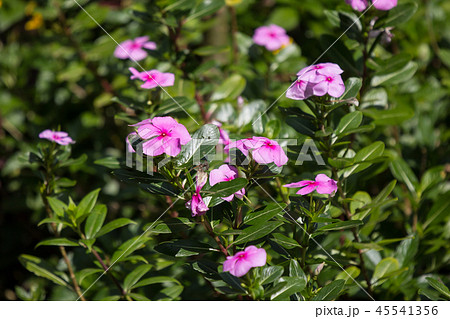 Soft Pink Catharanthus roseus flower 45541356