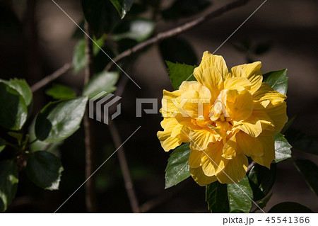Yellow Hibiscus Flower in black dard background Yellow Hibiscus Flower in black dard background 45541366