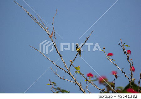 Small bord on Pink flower Powder Puff  45541382