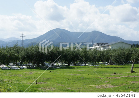 収穫後の弘前郊外の林檎園 収穫後の弘前郊外の林檎園 45542141
