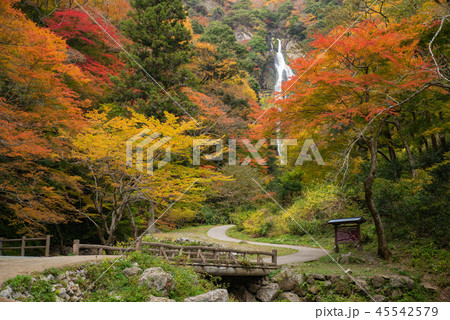 神庭の滝~神庭の滝の秋景色~ 神庭の滝~神庭の滝の秋景色~ 45542579