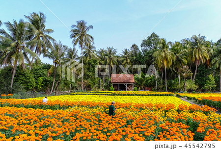 Flower field in Mekong Delta, Vietnam 45542795