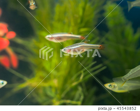 アカヒレ（コッピー） 45543852