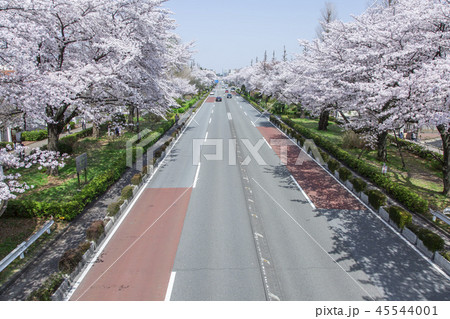 東京都国立市の風景 大学通り 桜並木 春 東京都国立市の風景 大学通り 桜並木 春 45544001