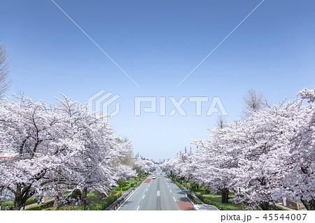 東京都国立市の風景 大学通り 桜並木 春の写真素材 [45544007] - PIXTA