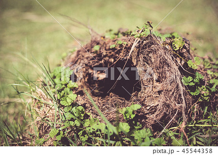 Close up of snake hole in the park. Animal living Close up of snake hole in the park. Animal living 45544358