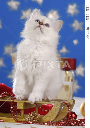 White birman kitten sitting on a sledge 45544534