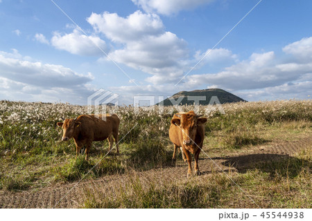 風景 上り 済州島 45544938