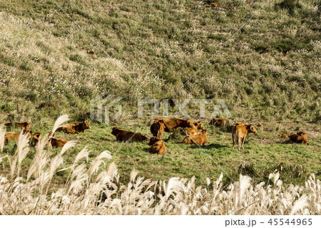 風景 上り 済州島 45544965
