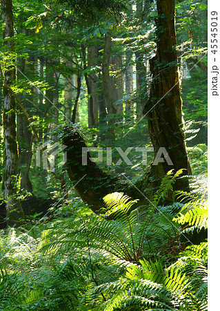 初夏の原生林 初夏の原生林 45545019