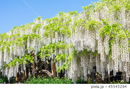 あしかがフラワーパーク 白藤 （栃木県足利市） 2018年4月 45545294