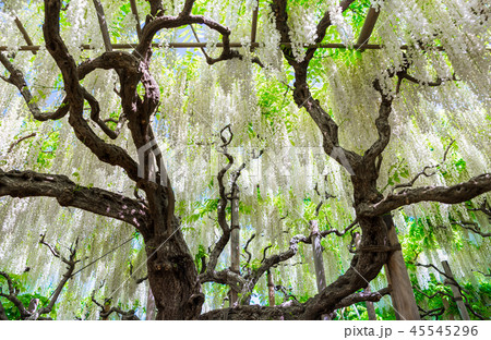 あしかがフラワーパーク 白藤 (栃木県足利市) 2018年4月 あしかがフラワーパーク 白藤 (栃木県足利市) 2018年4月 45545296