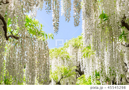 あしかがフラワーパーク 白藤 （栃木県足利市） 2018年4月 45545298