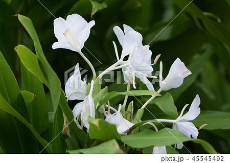 ジンジャーリリー（花縮紗） 45545492