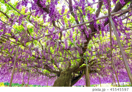 あしかがフラワーパーク 八重藤 （栃木県足利市） 2018年4月 45545597