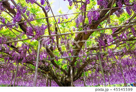 あしかがフラワーパーク 八重藤 （栃木県足利市） 2018年4月 45545599