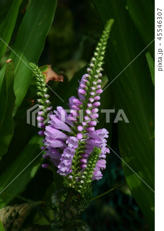 ハナトラノオ ハナトラノオ 45546307