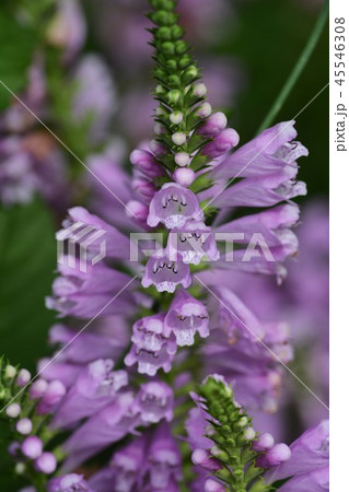 ハナトラノオ 45546308